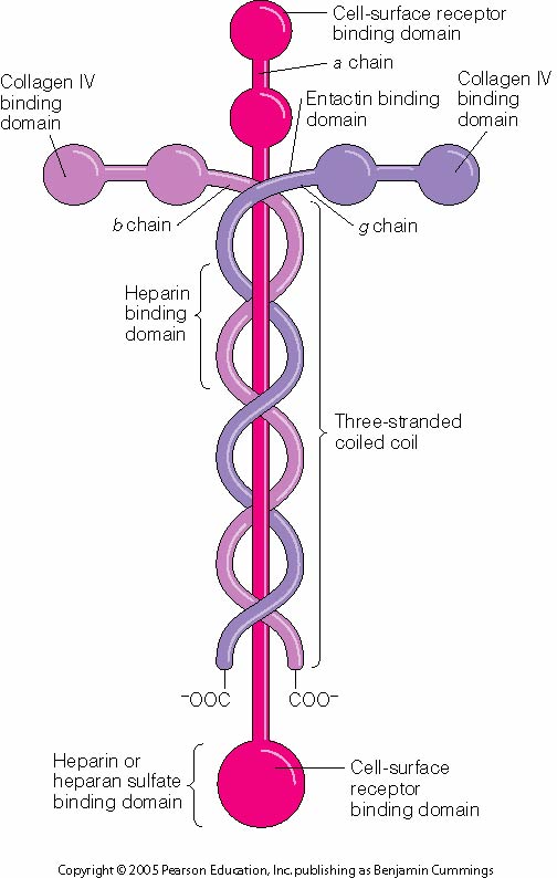 laminin molecule